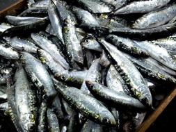Sardines Malpica De Bergantiños