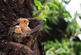 Hoopoe Birds