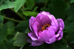 Peony Flowers Spring Desktop