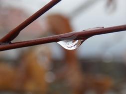 large drop of water on a branch