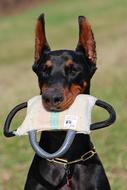 portrait of Doberman and Pillow toy