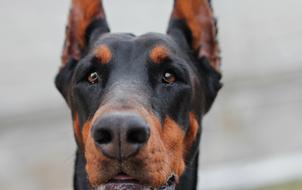 Doberman Dog Portrait on a blurred background