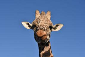 portrait of a giraffe on a sunny day against a clear sky