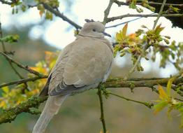 Collared Turtle Dove on tree