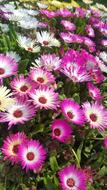 Flowers Potted Plant The Crowd