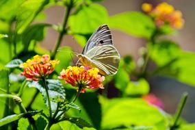 Butterfly Colors and orange flowers