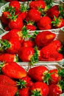 Ripe sweet strawberries in a container