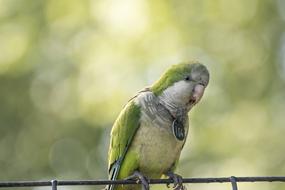 Birds Parrot Grey