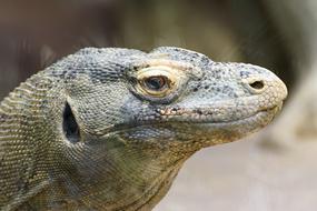 Reptiles Komodo Dragon
