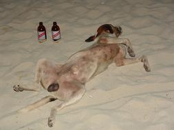 Beach Dog Beer