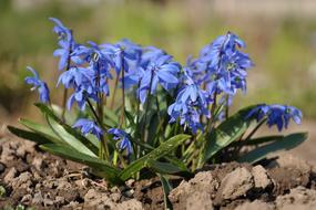 blue little flowers on the ground