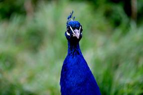 Peacock Head Bird blue