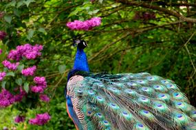 beautiful peacock on the background of a flowering bush