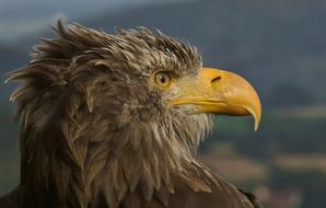 head of Giant Spotted Eagle close up