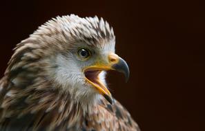 Portrait of the beautiful, colorful and cute Milan bird with open beak, at black background