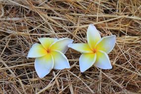 Plumeria flowers in the hay