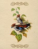bird vintage old paper card drawing