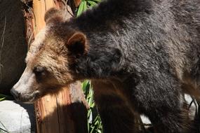 Wildlife Zoo bear