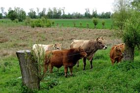 cute cows in the field