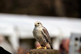 incredibly charming Saker Falcon Bird