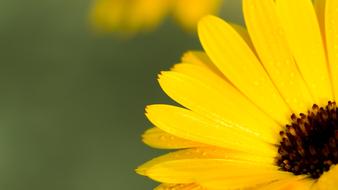 yellow flower in a drop of water