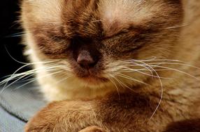 Cat British Shorthair Relaxed sleep