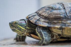 sleeping tortoise in a shell