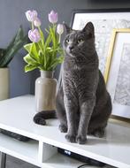 grey Cat sits on table near vase with flowers