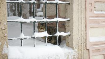 Cat snow street