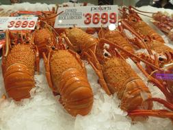 frozen lobsters on ice