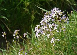 Smock Prairie Spring