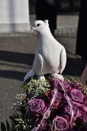 white dove on a bouquet with purple flowers