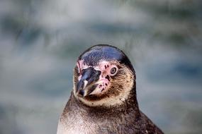 funny penguin face