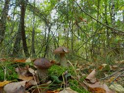 brown forest mushrooms in the grass