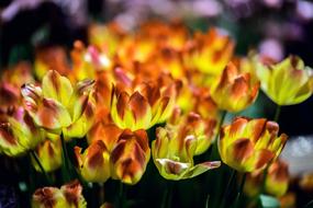Tulips Flowers Handsomely Double