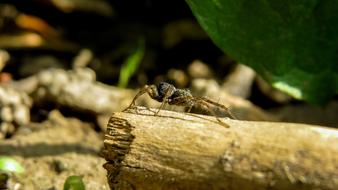 Close-up of the colorful spider on the wood, in light, at blurred background