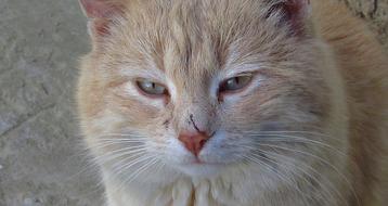 Wild Cat In Village Real Survival