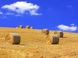 Straw Bales Harvested