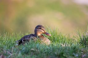Duck Grass