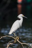 Jewelry-Breasted Heron, White Bird perched dry branch above water