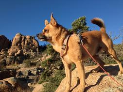 small leashed Dog on rock