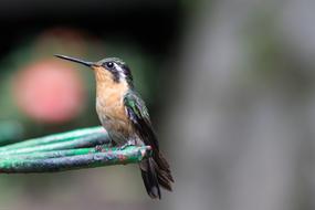 perched Hummingbird with long Bill at blur background