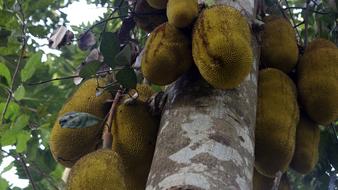 large tropical fruits on a tree