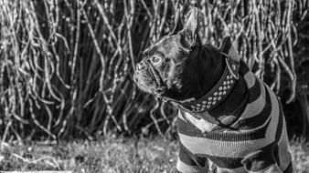 Dog Animal Walk black and white