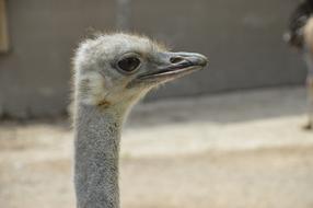 closeup of an ostrich face
