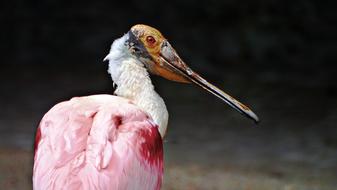 pink bird with long beak on blurred background