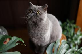 Curious Home cat