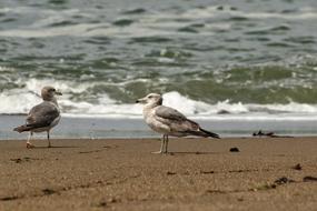 Animal Sea Beach