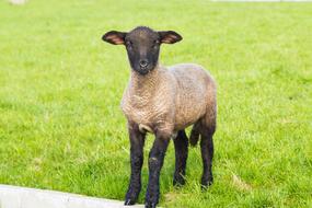 brown lamb on a green meadow in spring