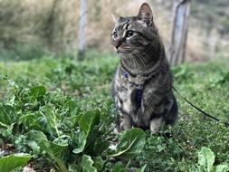 grey cat with collar and leash on grass